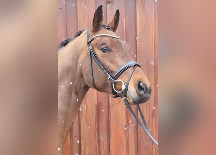 Würtemberger, Hongre, 5 Ans, 171 cm, Bai