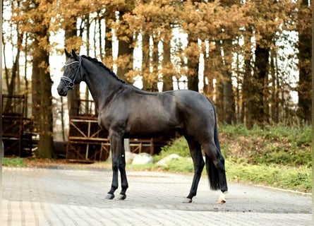 Würtemberger, Hongre, 7 Ans, 175 cm