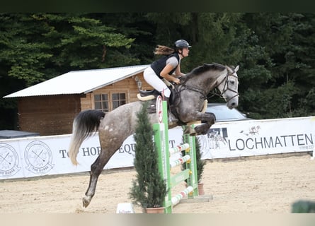 Würtemberger, Jument, 7 Ans, 168 cm, Gris pommelé