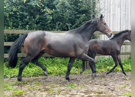 Würtemberger, Jument, 7 Ans, 174 cm, Bai brun foncé