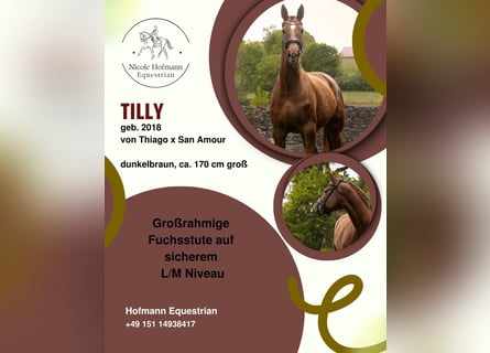 Würtemberger, Jument, 8 Ans, 170 cm, Alezan brûlé