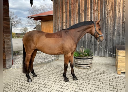 Wuerttemberg, Gelding, 12 years, 16,2 hh, Brown