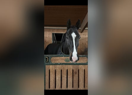 Wuerttemberg, Gelding, 13 years, 16,2 hh, Smoky-Black