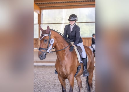Wuerttemberg, Gelding, 13 years, 17,1 hh, Brown