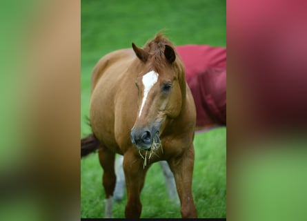 Wuerttemberg, Gelding, 14 years, 17 hh, Chestnut-Red
