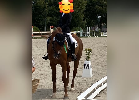 Wuerttemberg, Gelding, 17 years, 17 hh