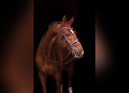 Wuerttemberg, Gelding, 18 years, 17 hh, Chestnut