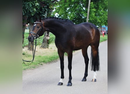 Wuerttemberg, Gelding, 5 years, 16,1 hh, Bay-Dark
