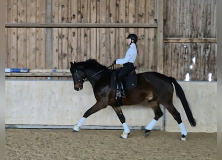 Wuerttemberg, Gelding, 9 years, 16,3 hh, Brown
