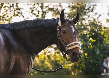 Wuerttemberg, Mare, 10 years, 15.2 hh, Brown