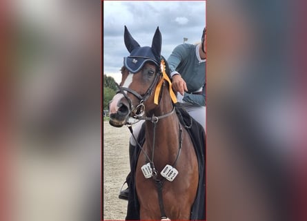Wuerttemberg, Mare, 11 years, 16 hh, Brown