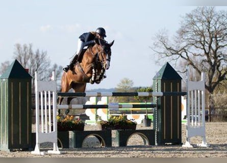 Wuerttemberg, Mare, 11 years, 16 hh, Brown