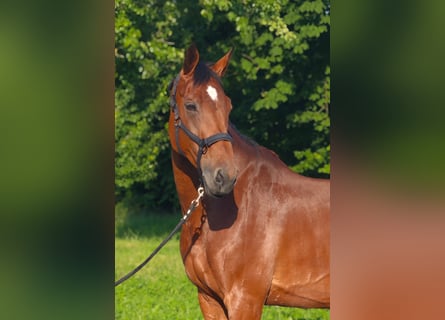 Wuerttemberg, Mare, 13 years, 16,2 hh, Brown