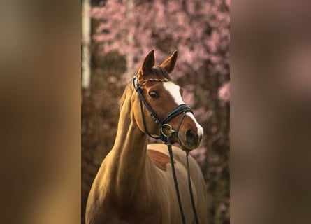 Wuerttemberg, Mare, 13 years, 16,2 hh, Chestnut-Red