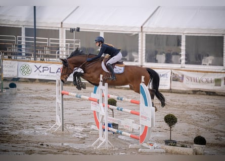 Wuerttemberg, Mare, 16 years, 17,1 hh, Brown