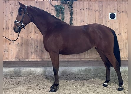 Wuerttemberg, Mare, 3 years, 16,1 hh, Brown