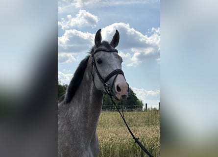 Wuerttemberg, Mare, 5 years, 16,1 hh, Grey