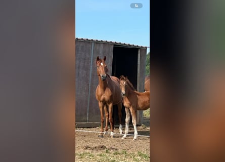 Wuerttemberg, Mare, 7 years, 16,1 hh, Chestnut-Red