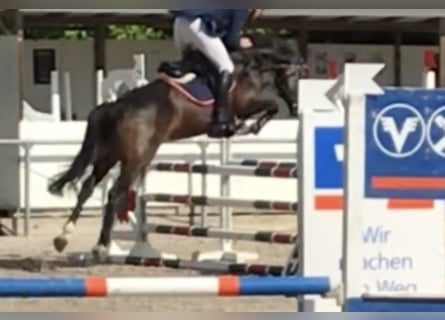 Wuerttemberg, Mare, 8 years, 16.1 hh, Bay-Dark