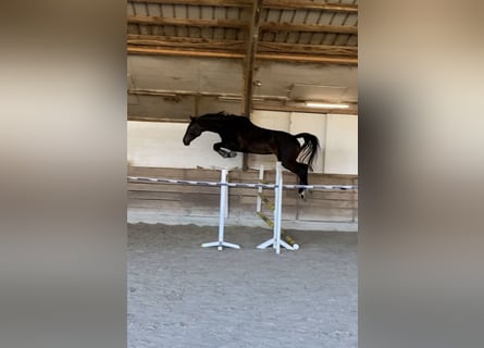 Wuerttemberg, Mare, 8 years, 17.1 hh, Bay-Dark