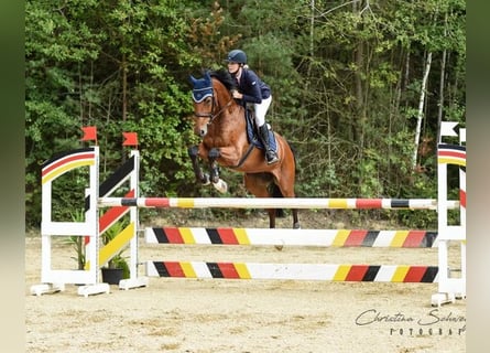 Württemberger, Castrone, 14 Anni, 170 cm, Baio
