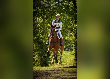 Württemberger, Castrone, 15 Anni, 175 cm, Baio