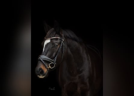 Württemberger, Castrone, 16 Anni, 168 cm, Baio scuro