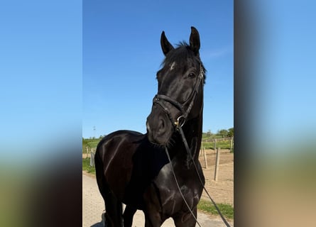 Württemberger, Castrone, 6 Anni, 178 cm, Morello