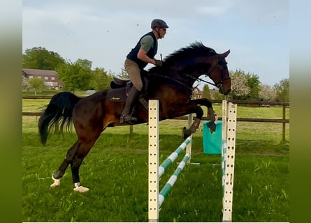 Württemberger, Castrone, 6 Anni, 179 cm, Baio