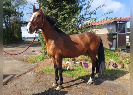 Württemberger, Castrone, 8 Anni, 165 cm, Baio