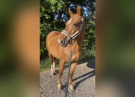 Württemberger, Giumenta, 15 Anni, 163 cm, Sauro