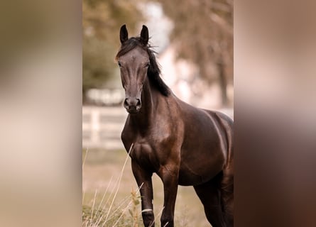 Württemberger, Giumenta, 2 Anni, 172 cm, Baio nero