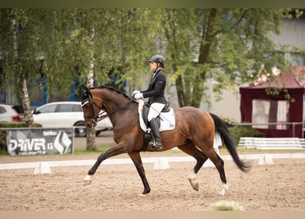 Württemberger, Hongre, 13 Ans, 174 cm, Bai
