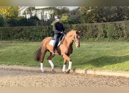 Württemberger, Hongre, 6 Ans, 173 cm, Alezan