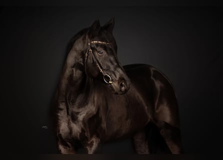 Württemberger, Hongre, 9 Ans, 174 cm, Noir