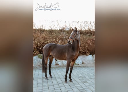 Württemberger, Jument, 6 Ans, 166 cm, Bai