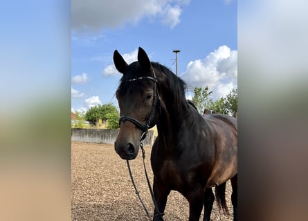 Württemberger, Merrie, 15 Jaar, 170 cm, Donkerbruin