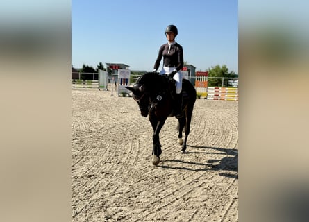 Württemberger, Merrie, 5 Jaar, 161 cm, Zwartbruin