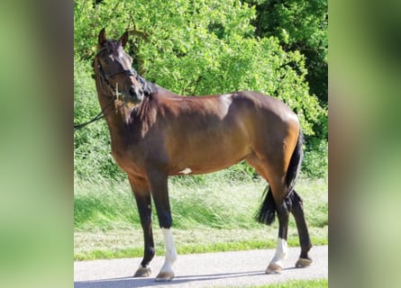 Württemberger, Stute, 15 Jahre, 165 cm, Dunkelbrauner