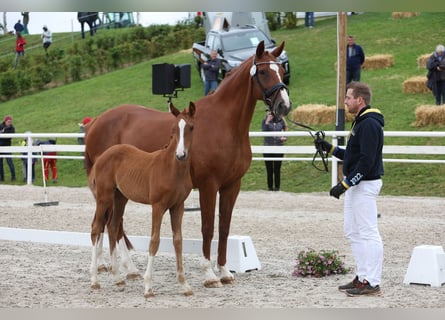 Württemberger, Stute, 15 Jahre, 173 cm, Fuchs