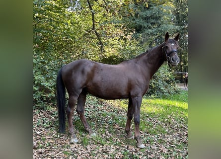 Württemberger, Stute, 17 Jahre, 162 cm, Dunkelfuchs