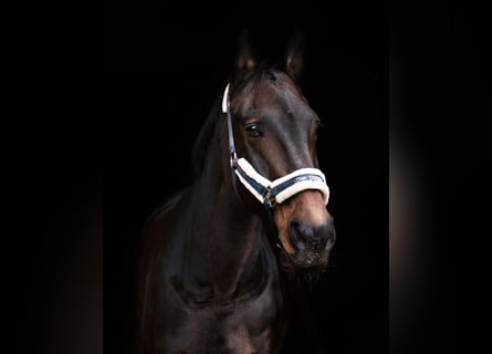 Württemberger, Stute, 23 Jahre, 165 cm, Brauner