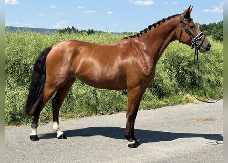 Württemberger, Stute, 6 Jahre, 158 cm, Brauner