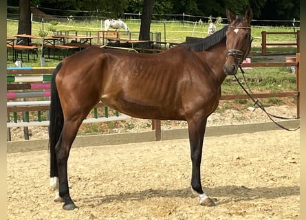 Württemberger, Stute, 6 Jahre, 168 cm, Brauner
