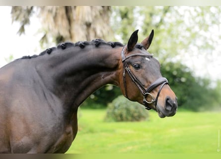 Württemberger, Stute, 7 Jahre, 170 cm, Dunkelbrauner