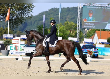 Württemberger, Wallach, 10 Jahre, 175 cm, Rappe
