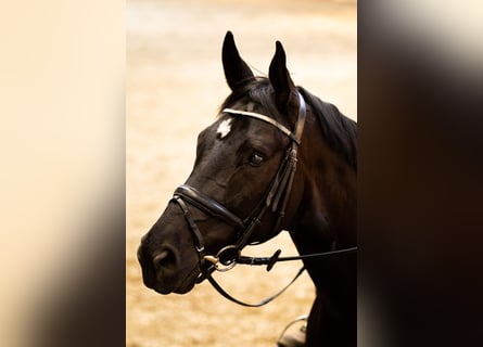 Württemberger, Wallach, 10 Jahre, 178 cm, Rappe