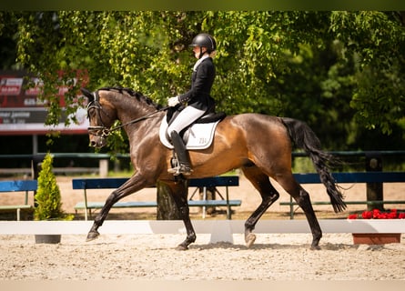 Württemberger, Wallach, 14 Jahre, 170 cm, Dunkelbrauner