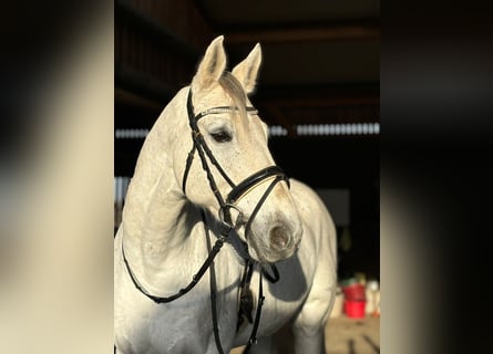 Württemberger, Wallach, 14 Jahre, 170 cm, Schimmel