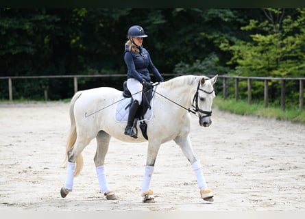 Württemberger, Wallach, 16 Jahre, 168 cm, Schimmel